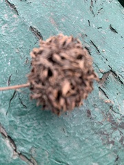 Liquidambar styraciflua