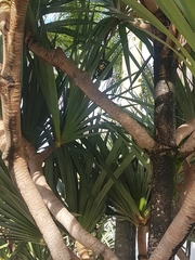 Pandanus