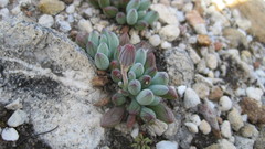 Curio repens