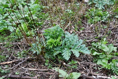 Heracleum sosnowskyi