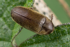 Trixagus dermestoides