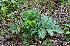 Heracleum sosnowskyi
