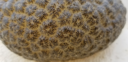 Magnificent Bryozoan, photo 8 of 9