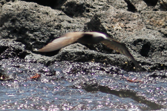 Anous stolidus galapagensis