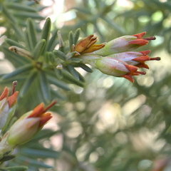 Erica straussiana