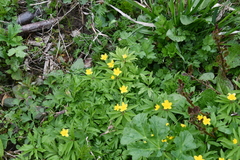 Anemonoides ranunculoides