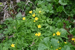 Anemonoides ranunculoides