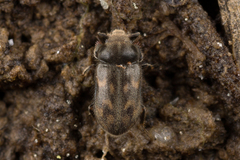 Heterocerus marginatus