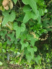 Dioscorea communis