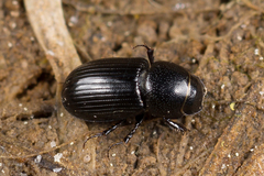 Calamosternus granarius