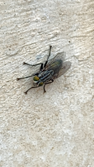 Sarconesia chlorogaster