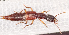 Homaeotarsus