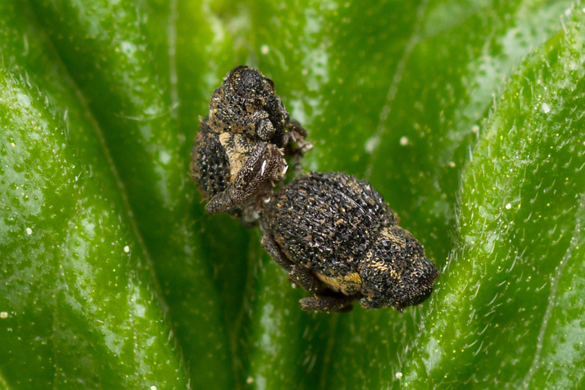 Scleropterus