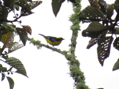 Anisognathus somptuosus