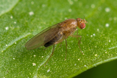 Lordiphosa andalusiaca