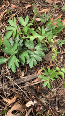 Hydrophyllum virginianum