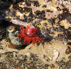Actinia ebhayiensis