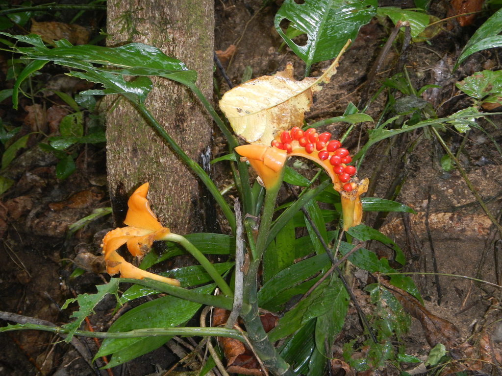 Dieffenbachia wendlandii