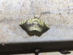 Pantographa limata