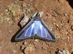 Diaphania superalis