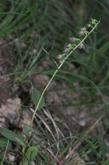 Epipactis placentina