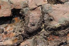 Scutellastra longicosta