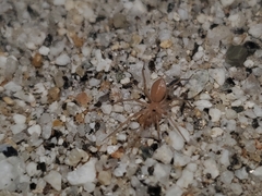 Tarsonops systematicus