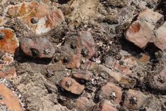 Scutellastra longicosta