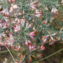 Erica straussiana
