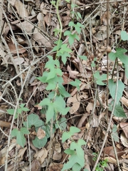 Aristolochia pentandra, photograph Liliana Ramírez-Freire, CC BY, iNaturalist via GBIF