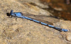 Argia lacrimans