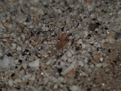 Tarsonops systematicus