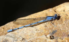 Argia lacrimans