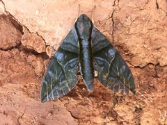 Eumorpha phorbas