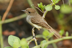 Myiarchus magnirostris