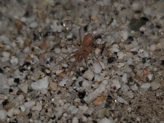 Tarsonops systematicus