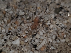 Tarsonops systematicus