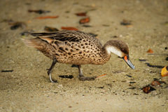 Anas bahamensis galapagensis