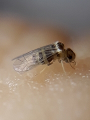 Elipsocidae