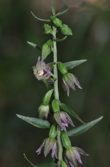 Epipactis placentina