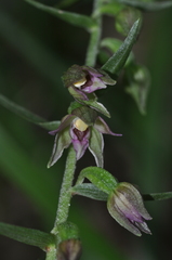Epipactis placentina