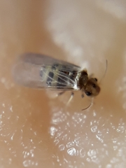 Elipsocidae