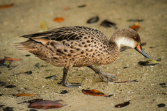 Anas bahamensis galapagensis
