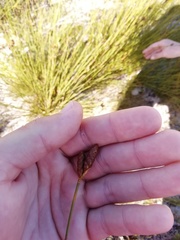 Nevillea obtusissima