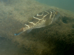 Sphoeroides annulatus