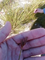 Nevillea obtusissima