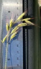 Bromus arenarius