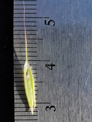 Bromus arenarius