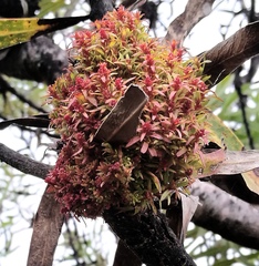 Protea witches broom phytoplasma
