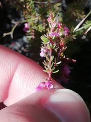 Erica intervallaris
